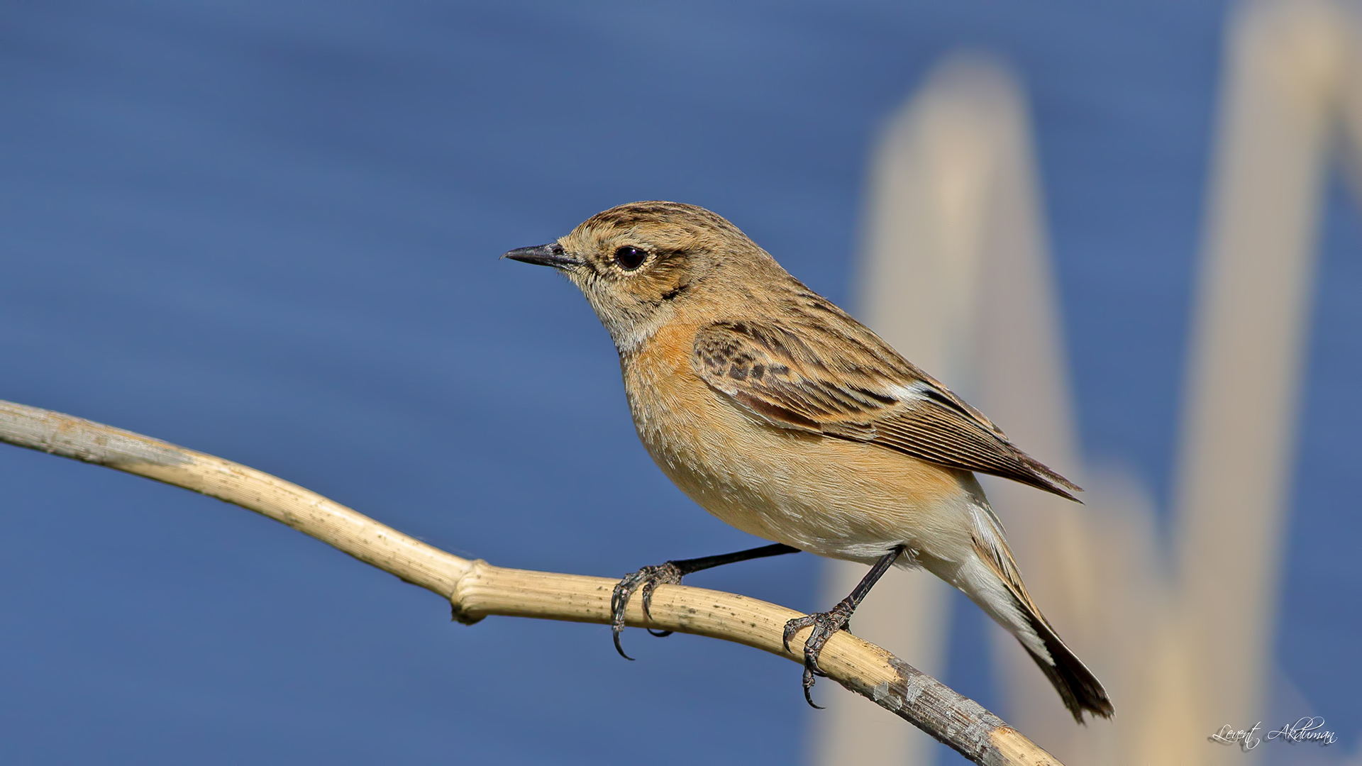 Siberian Stonechat